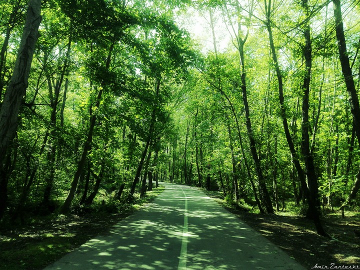 jungle road