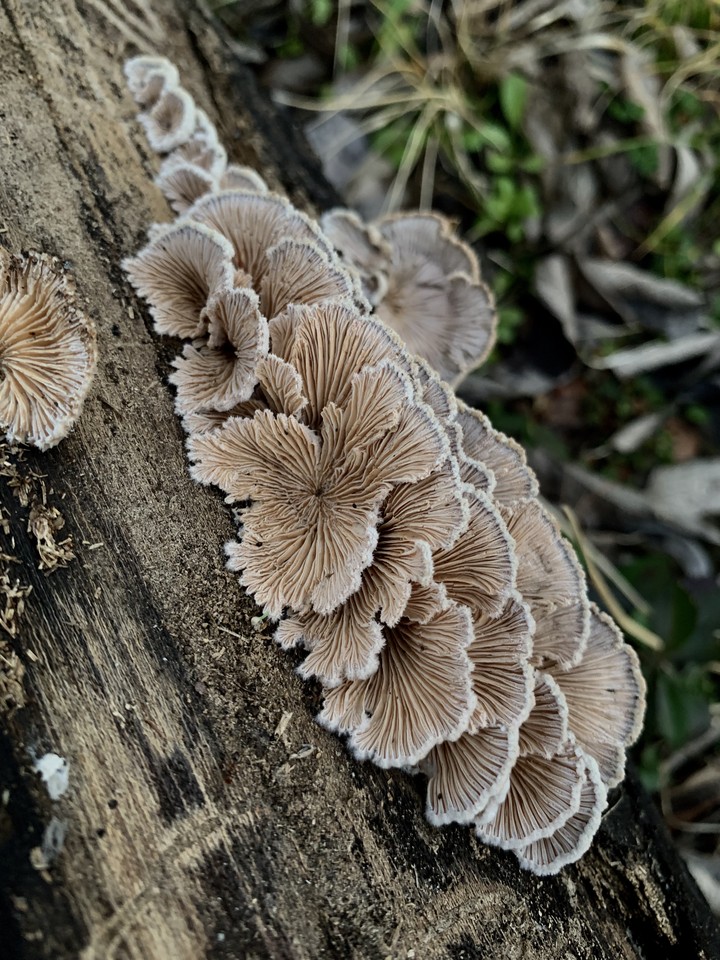 mushrooms