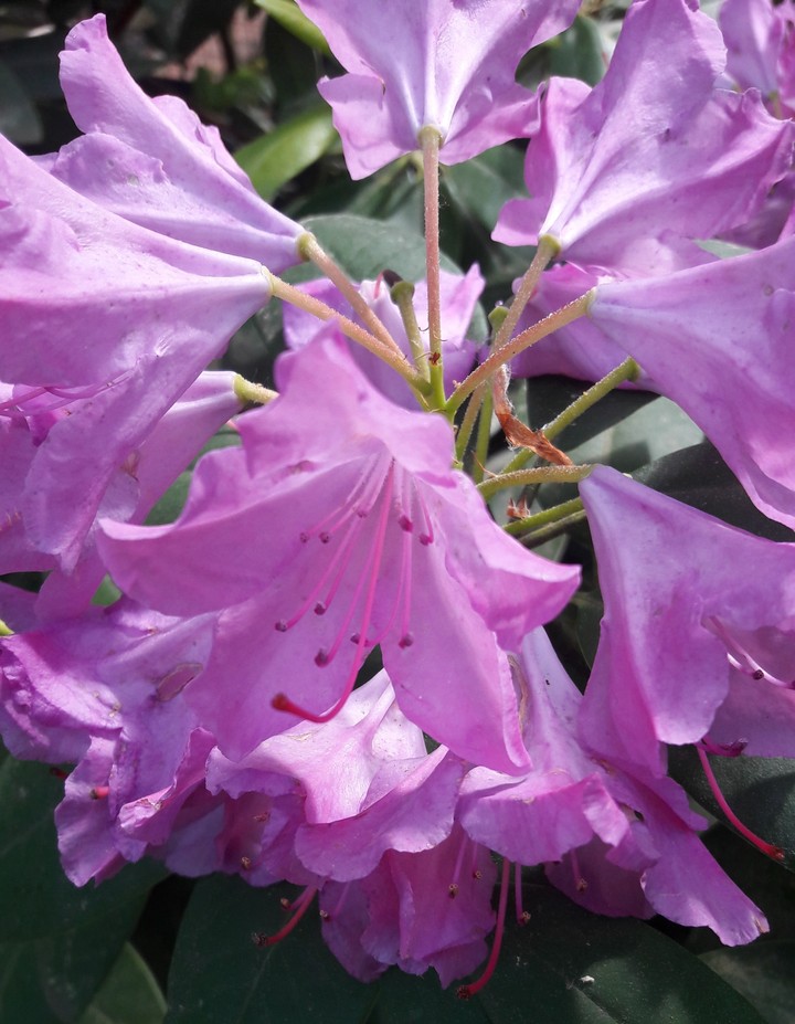 Rhodedendron