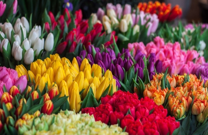 Tulipanes