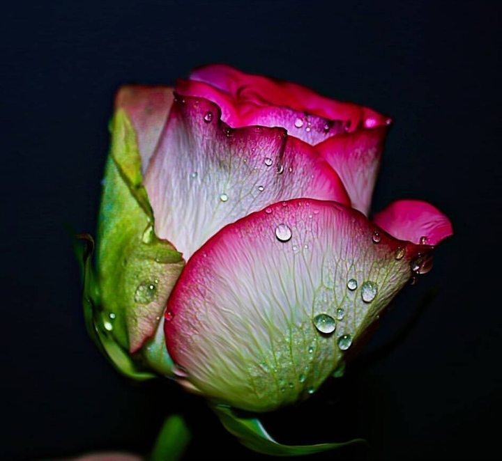 fleurs