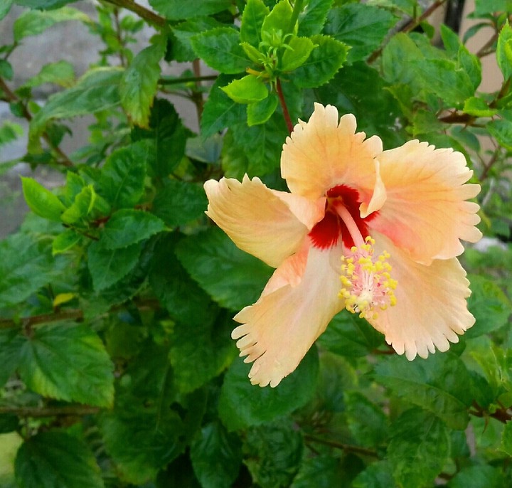 Good Morninggg....wid Hibiscus ..