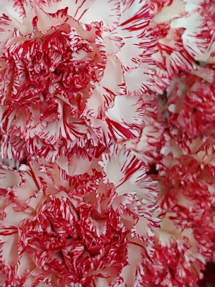 carnations