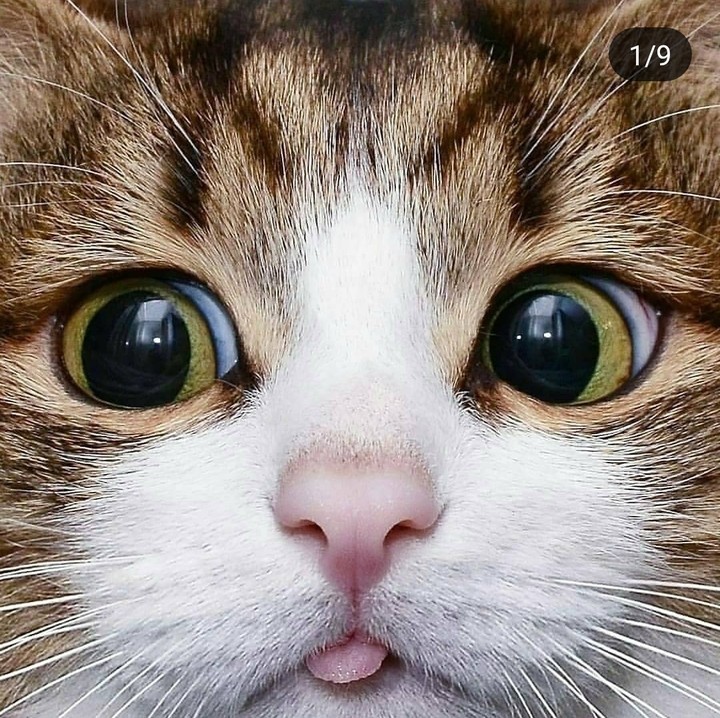 Funny cat 2