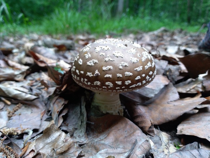 Amanita