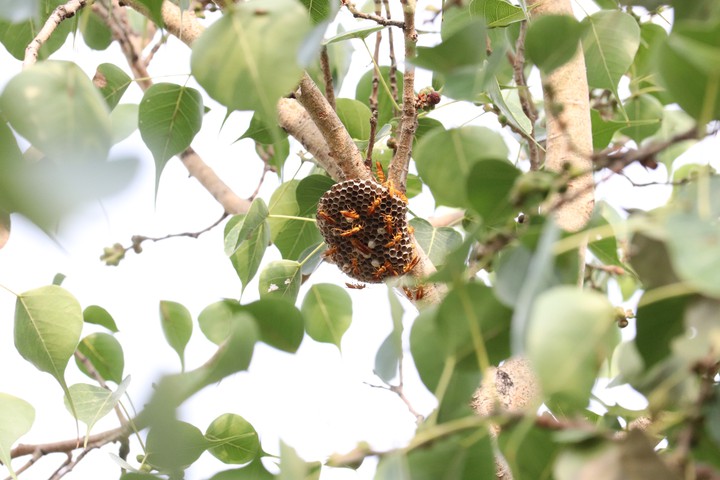 wasp comb