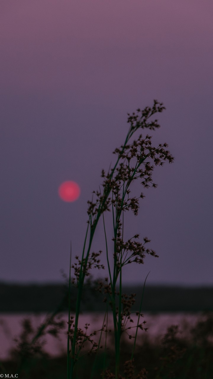 flower and sunset