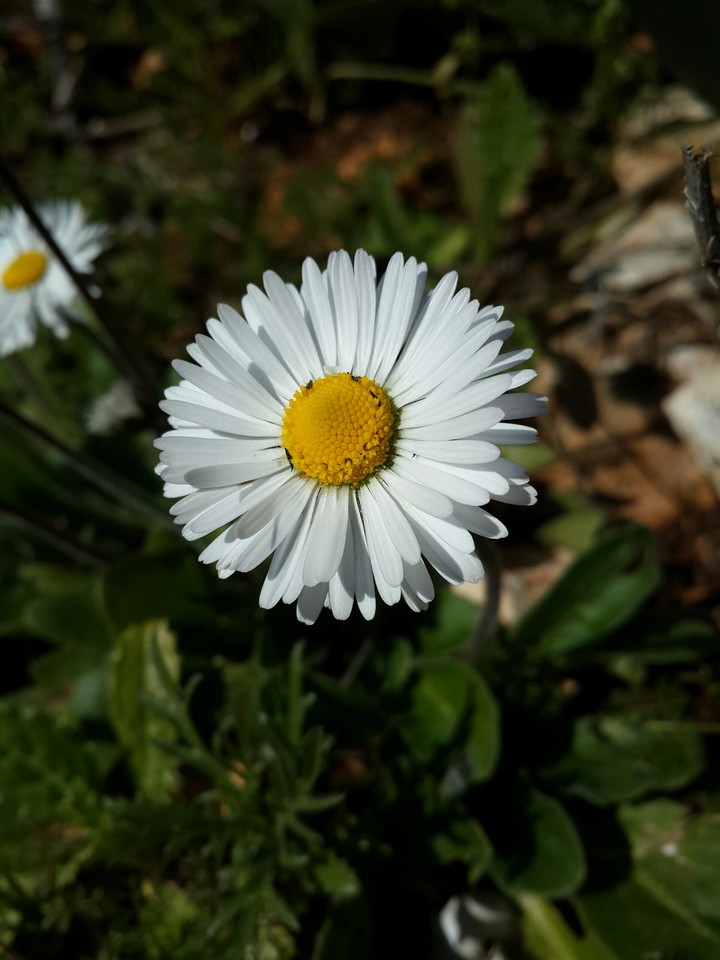 Libya nature