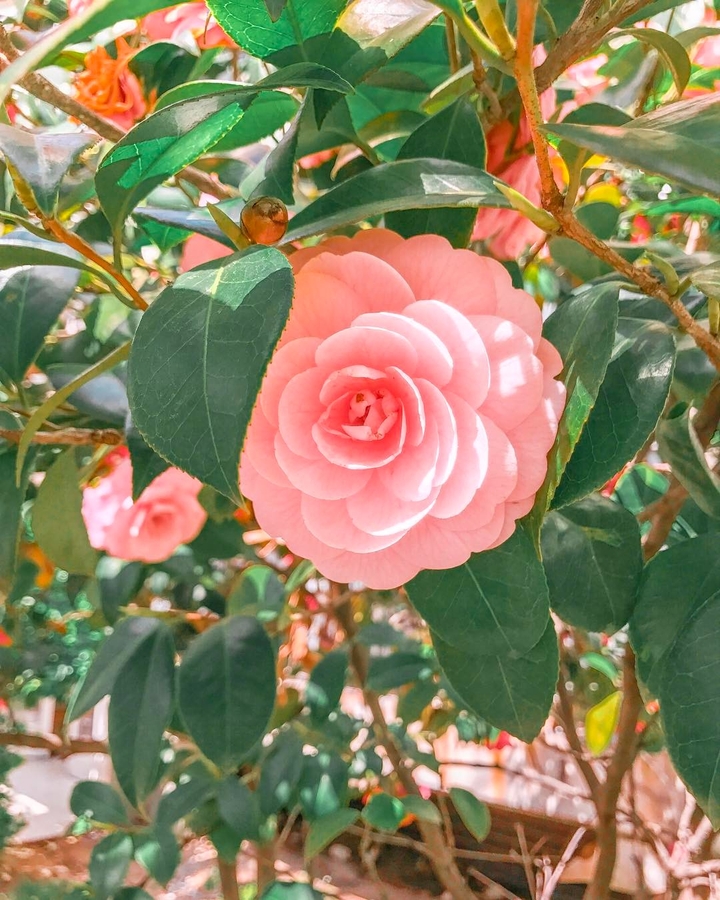" Pink Rose Beauty "