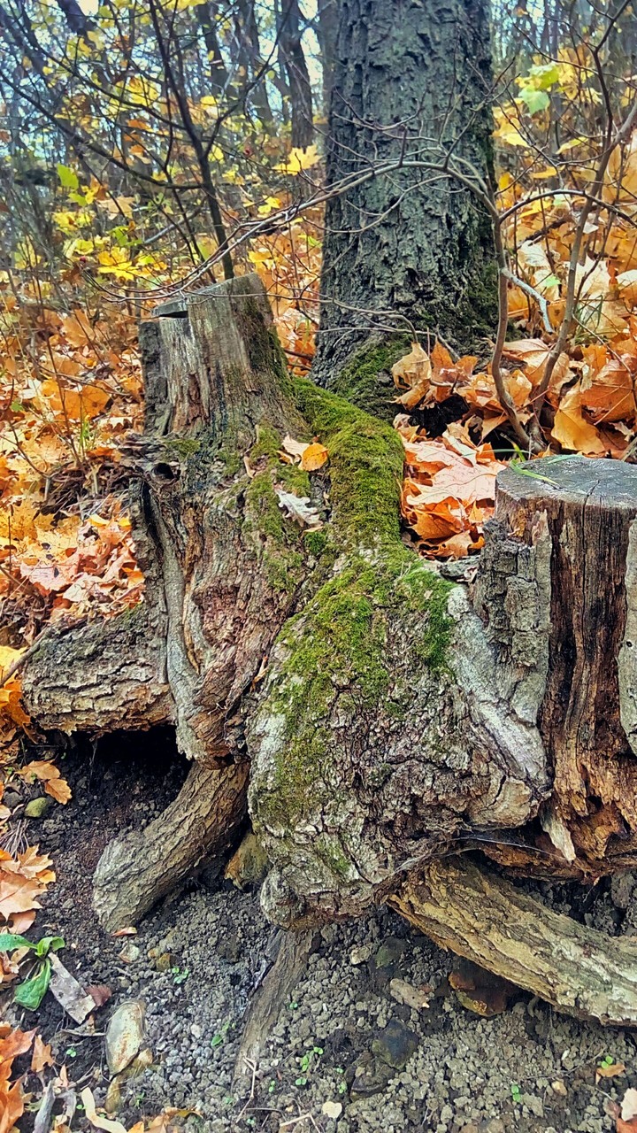 autumn
