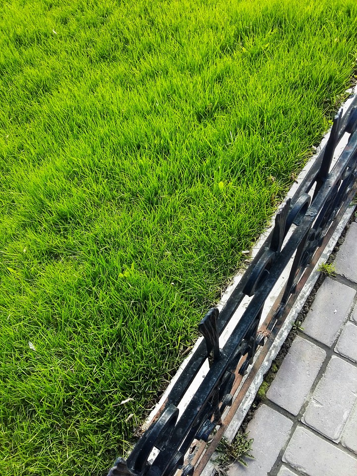 spring green