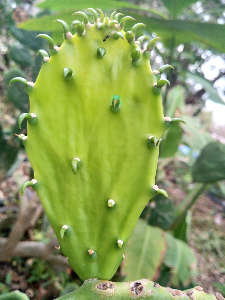 Nopal en México