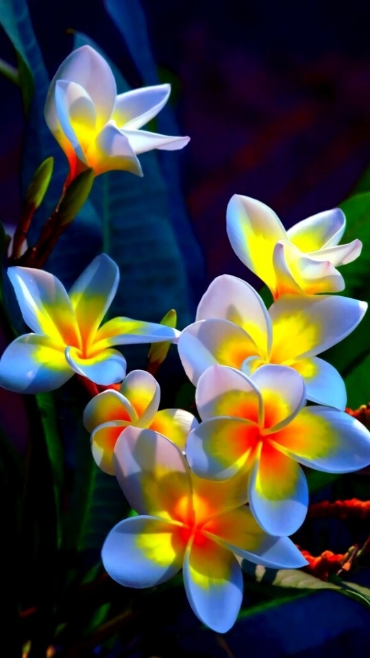 super flowers