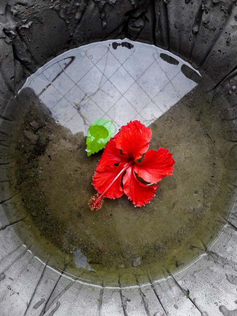 Red hibiscus