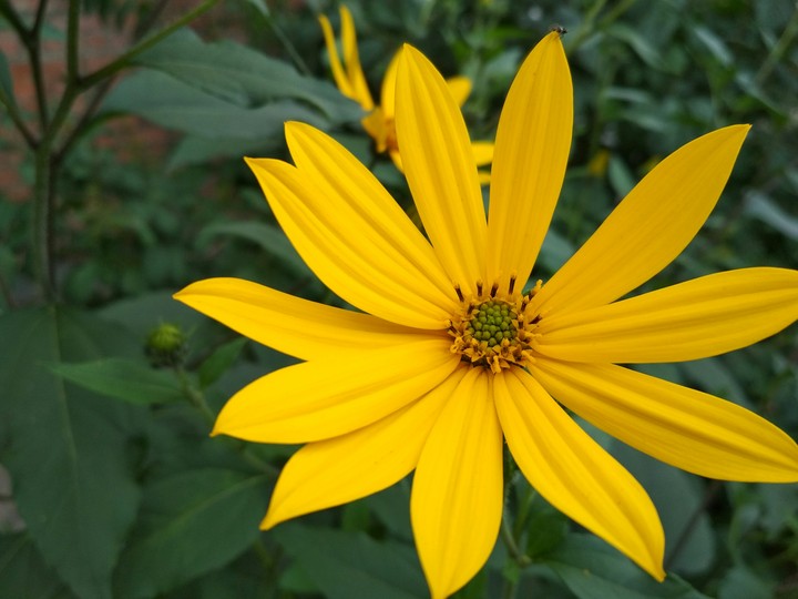 Yellow flower
