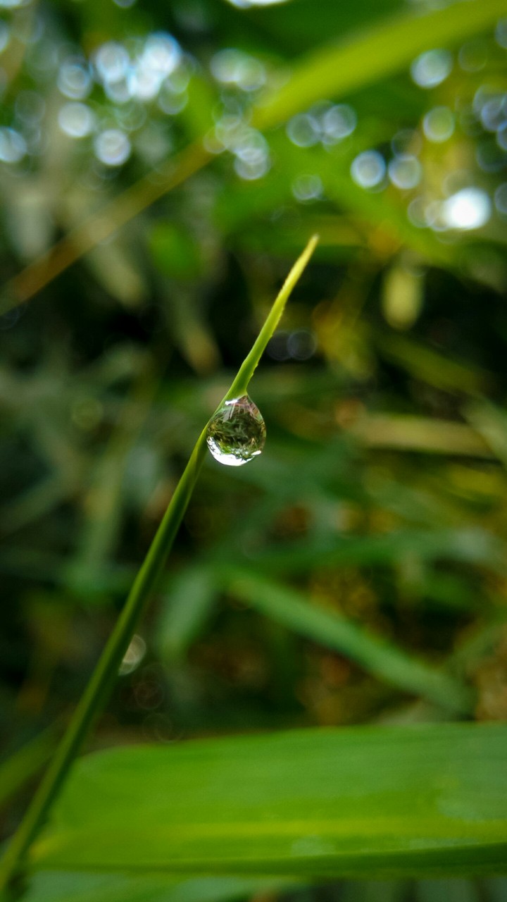 Dew
