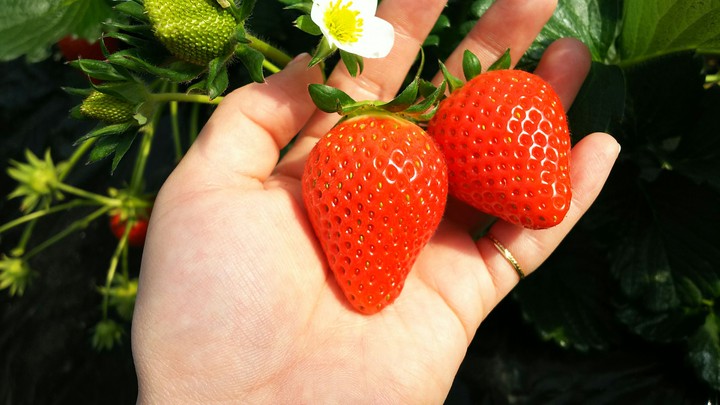 strawberrys