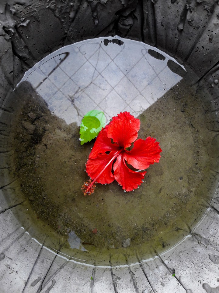 Red hibiscus