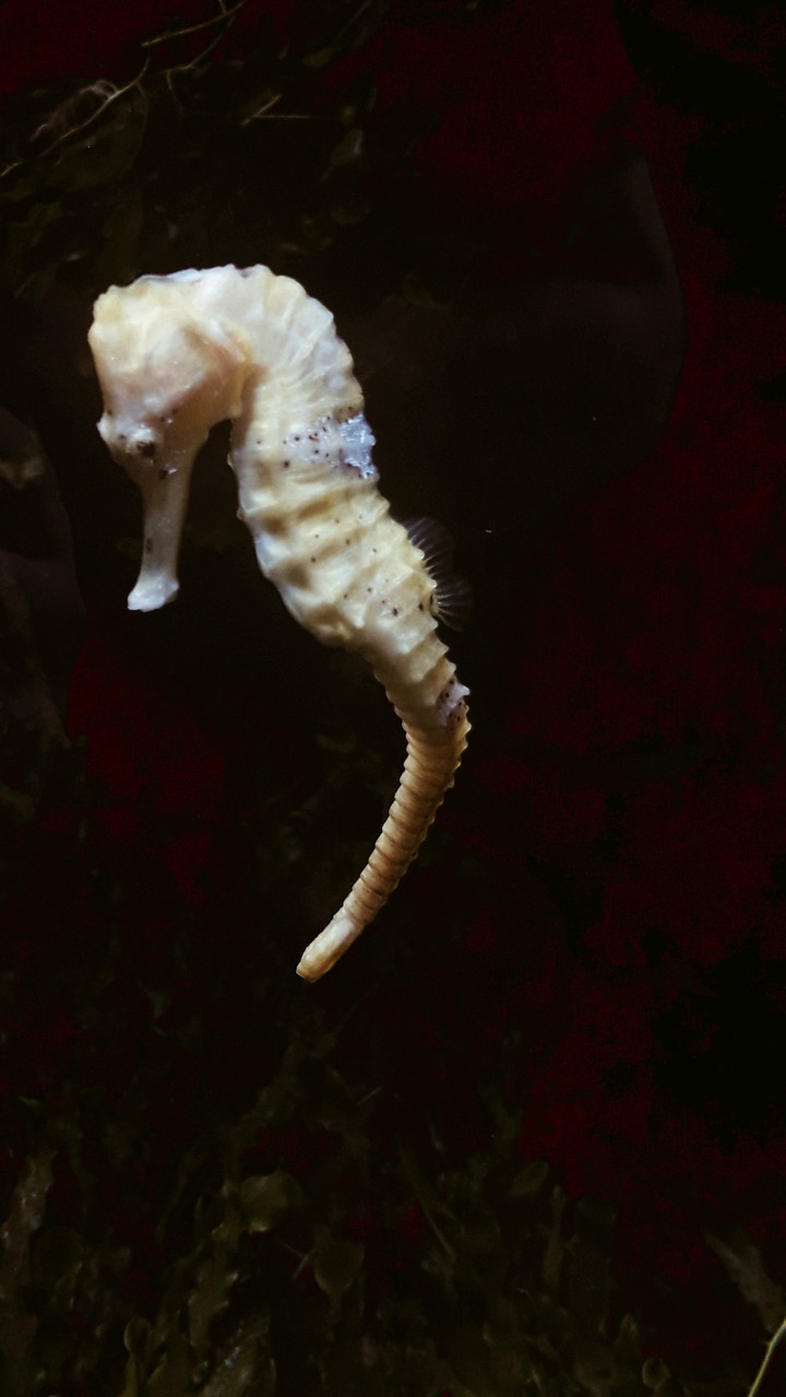 Konik Morski