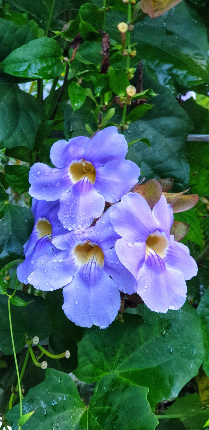 flor