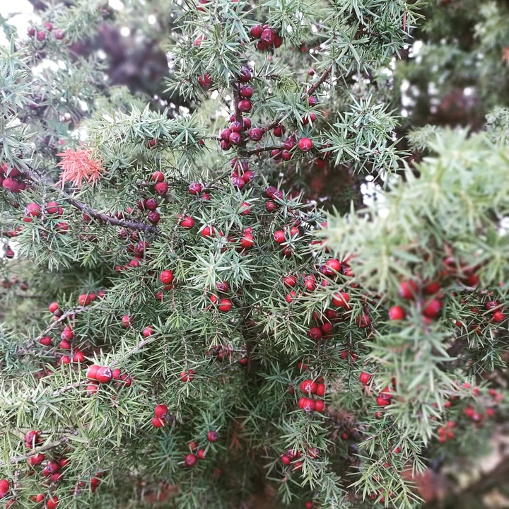 juniper