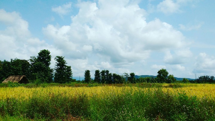 House in the Grassland