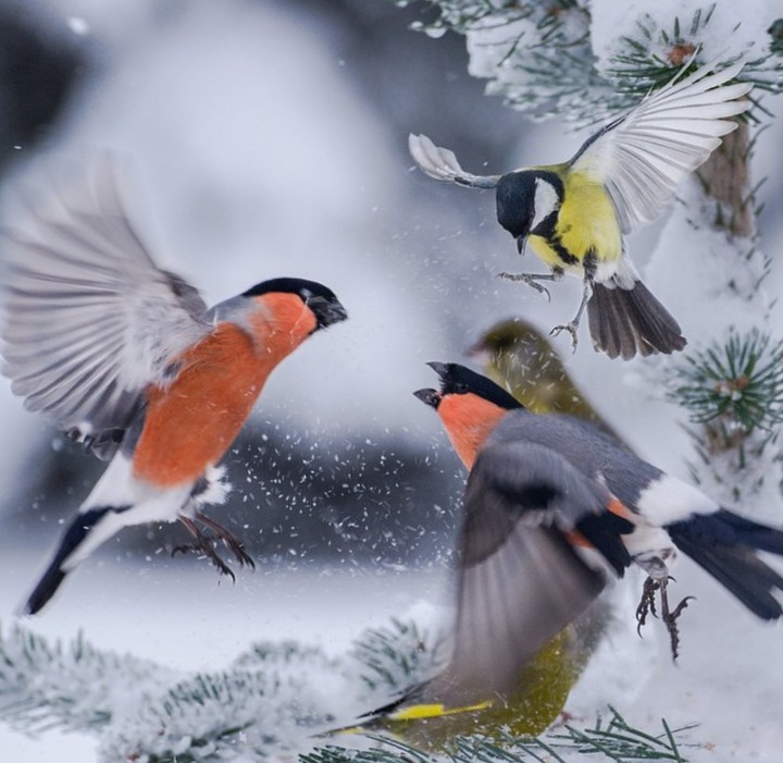 bullfinch & tit