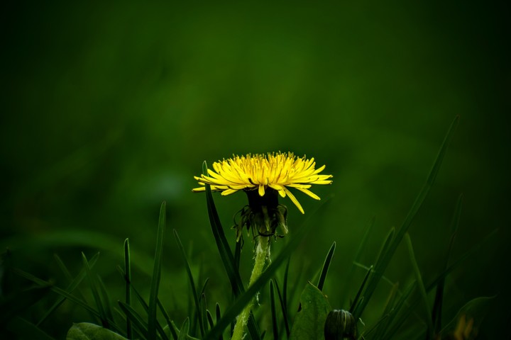 lonely flower