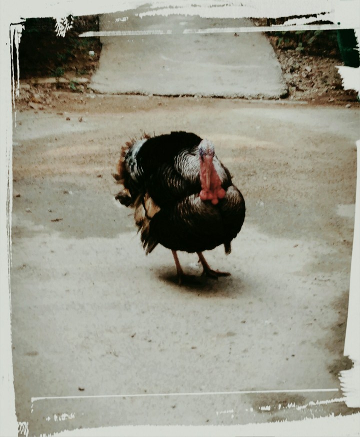 bigbird