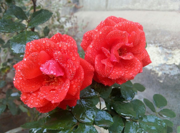 Rose.