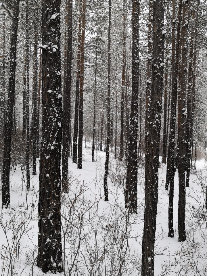 Snow