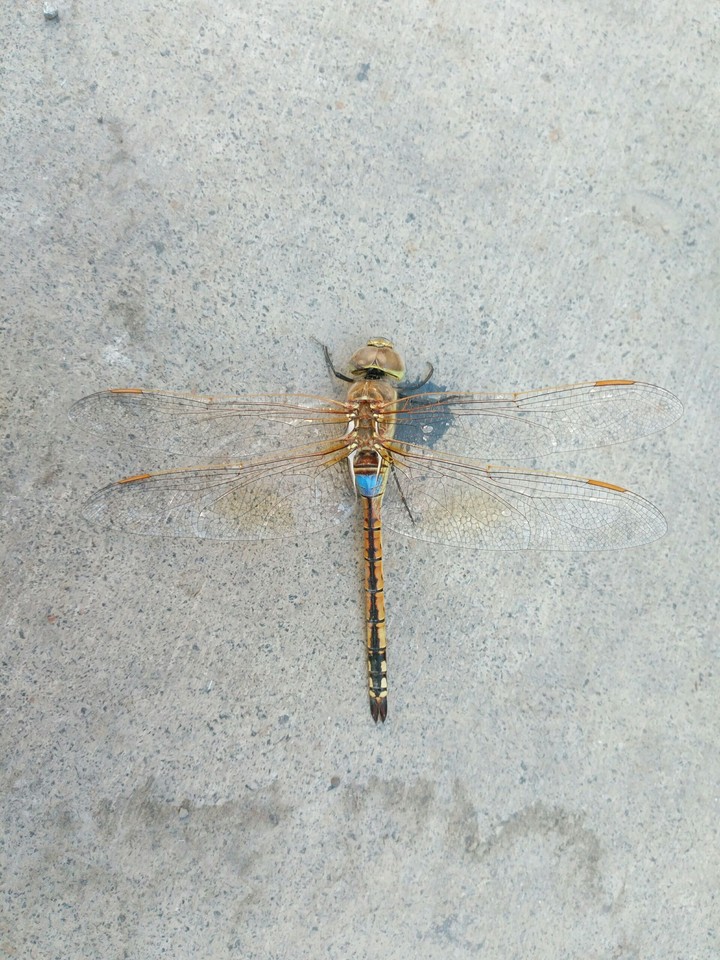 helicopter bug