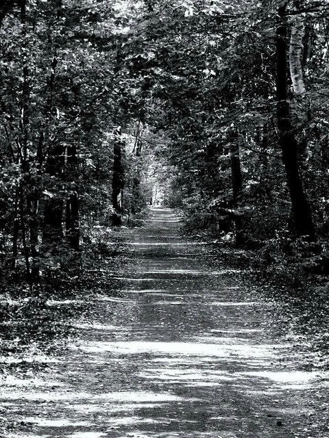 Black Trees