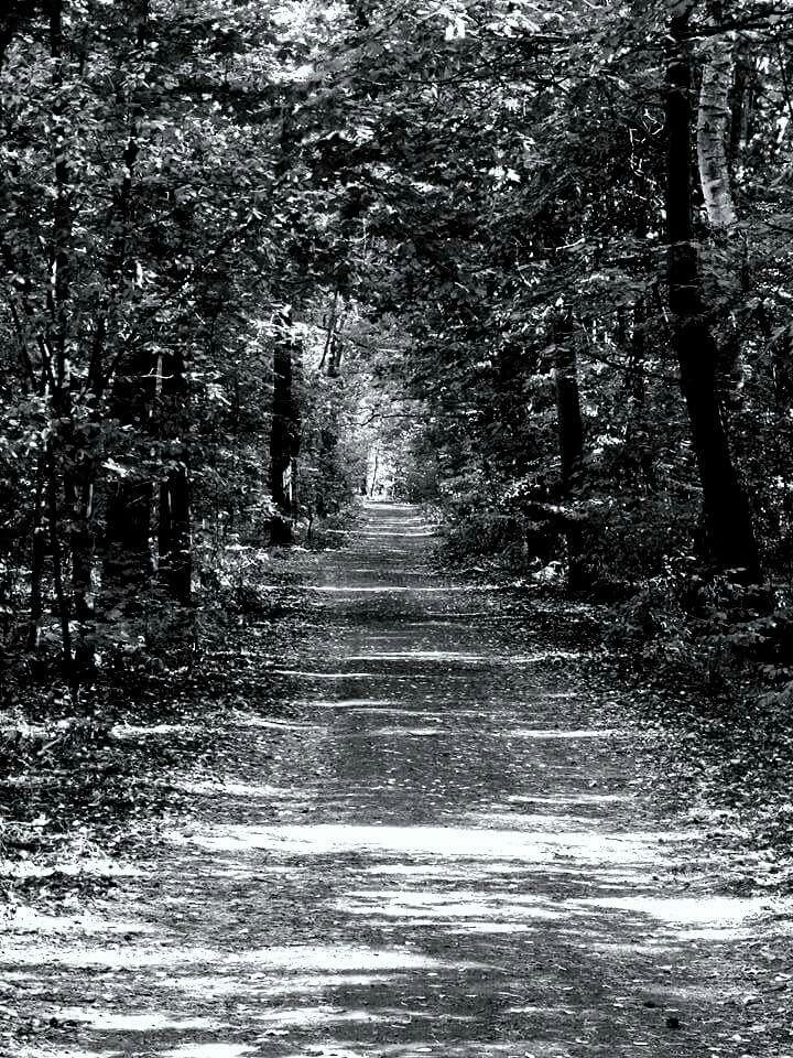 Black Trees