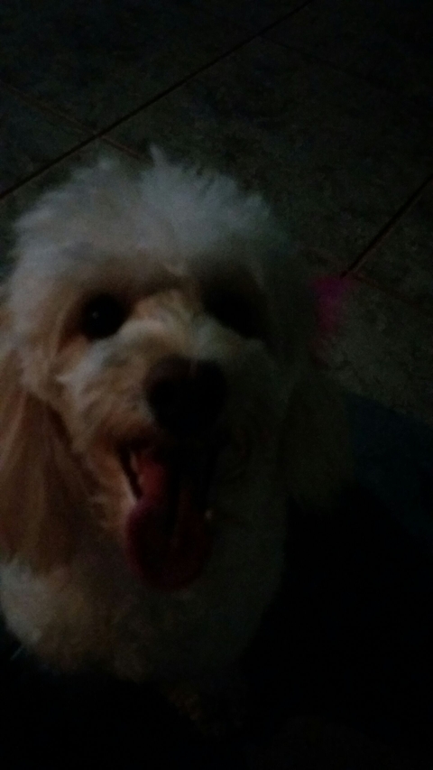 dog