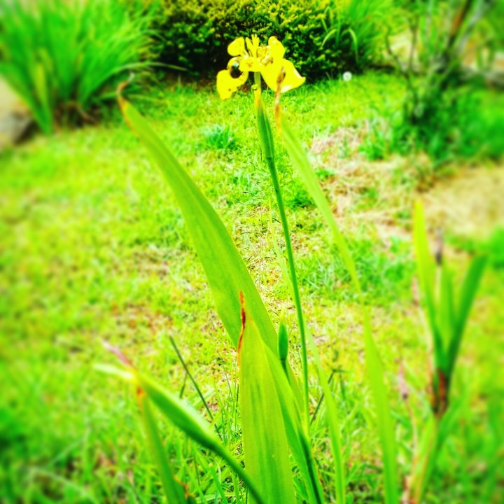 So green nature