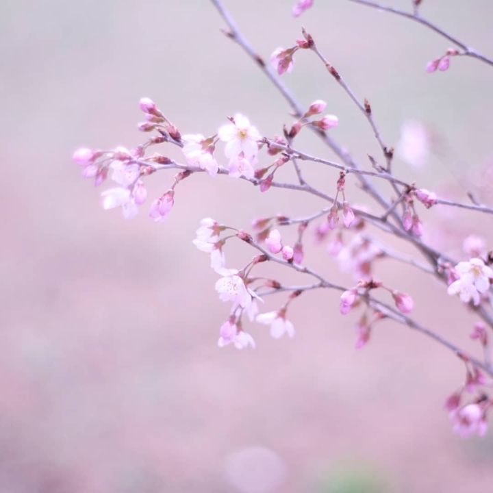 Cherry Blossoms
