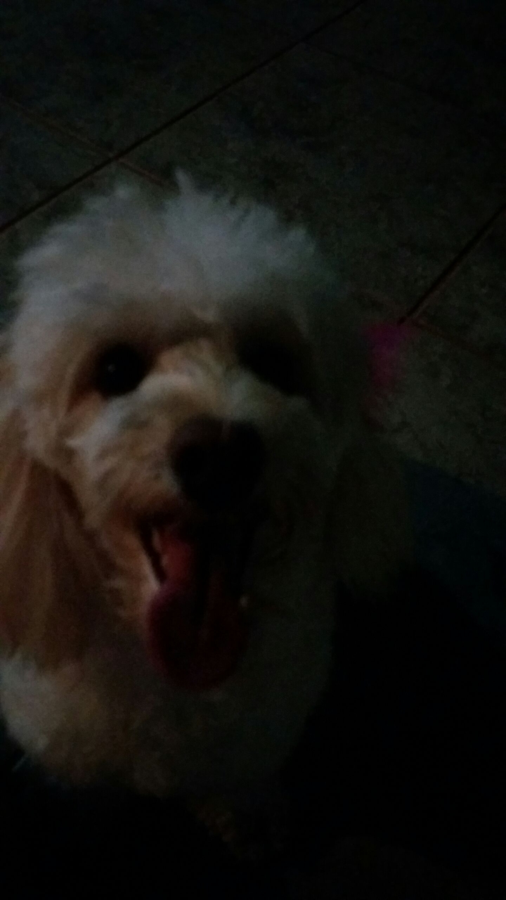 dog