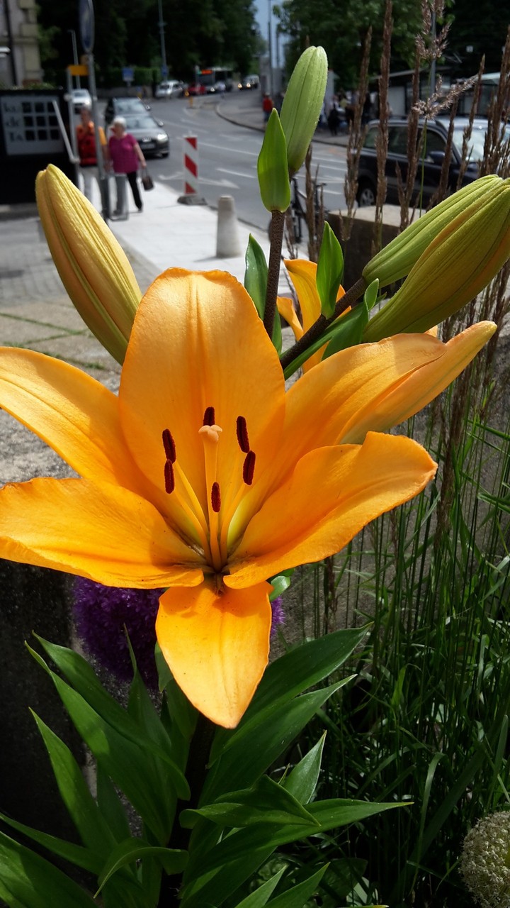 l'amour des fleurs