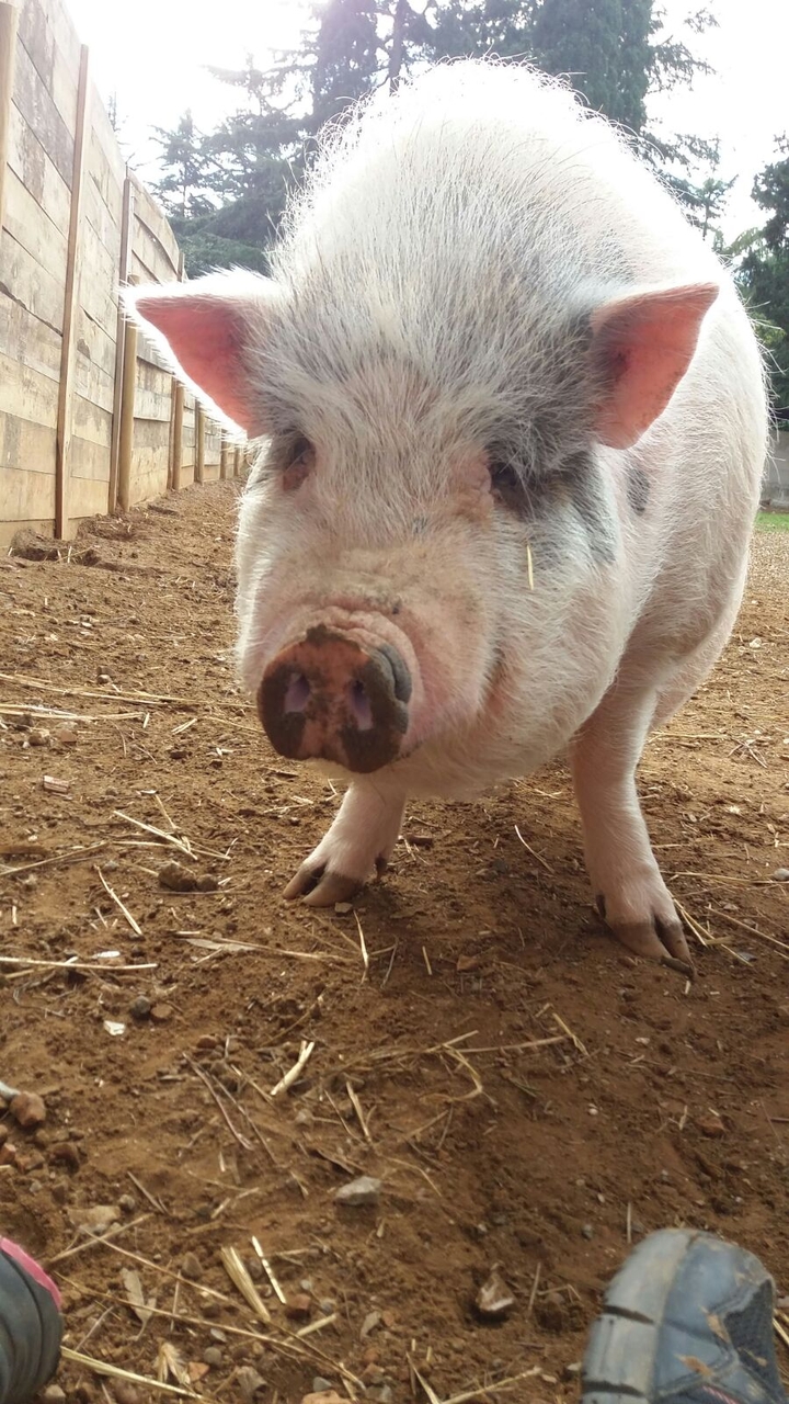pig