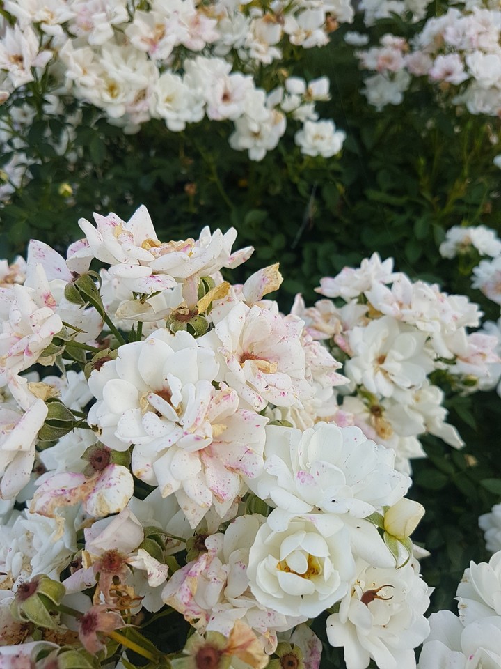 White roses