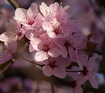 Beautiful Mornings❤