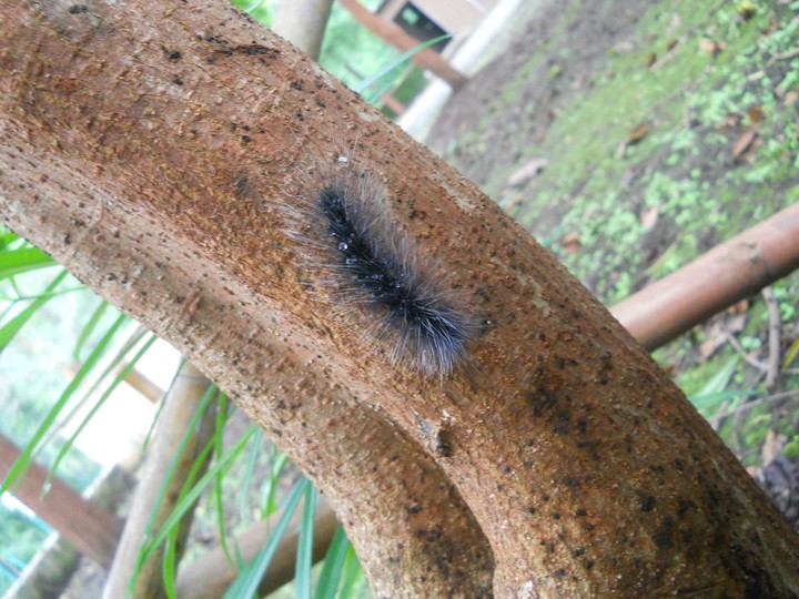 #InsecT