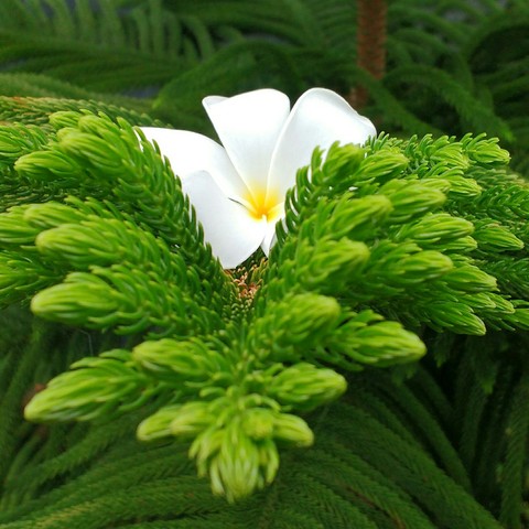 flower Love