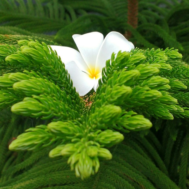 flower Love