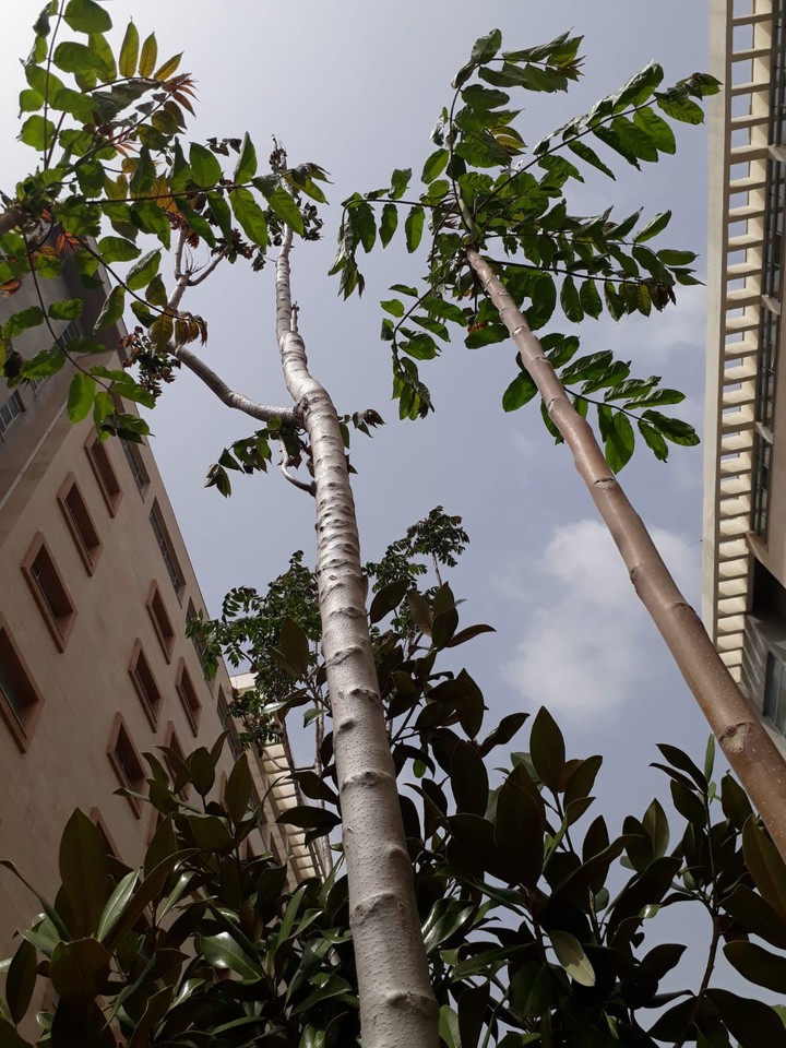 trees are better than builds