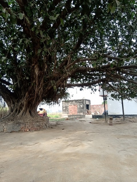 Old Tree