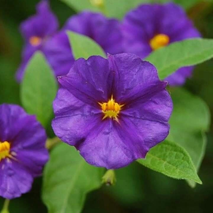 Flowers