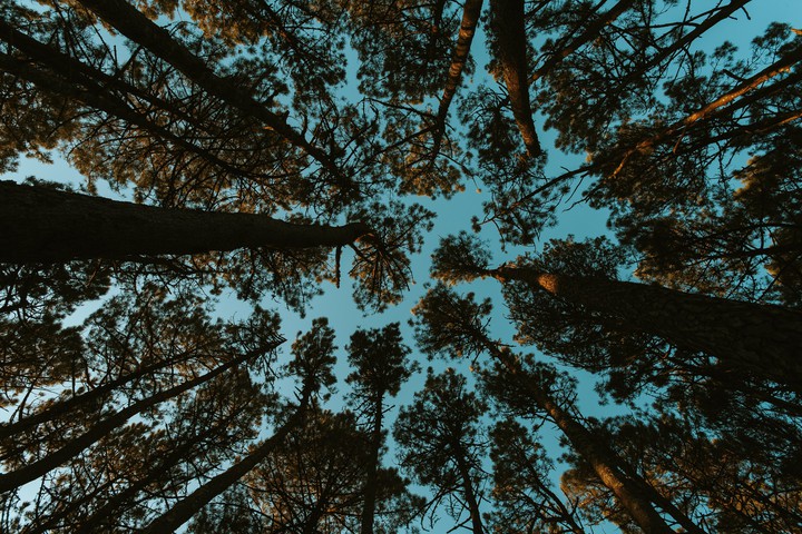 tree