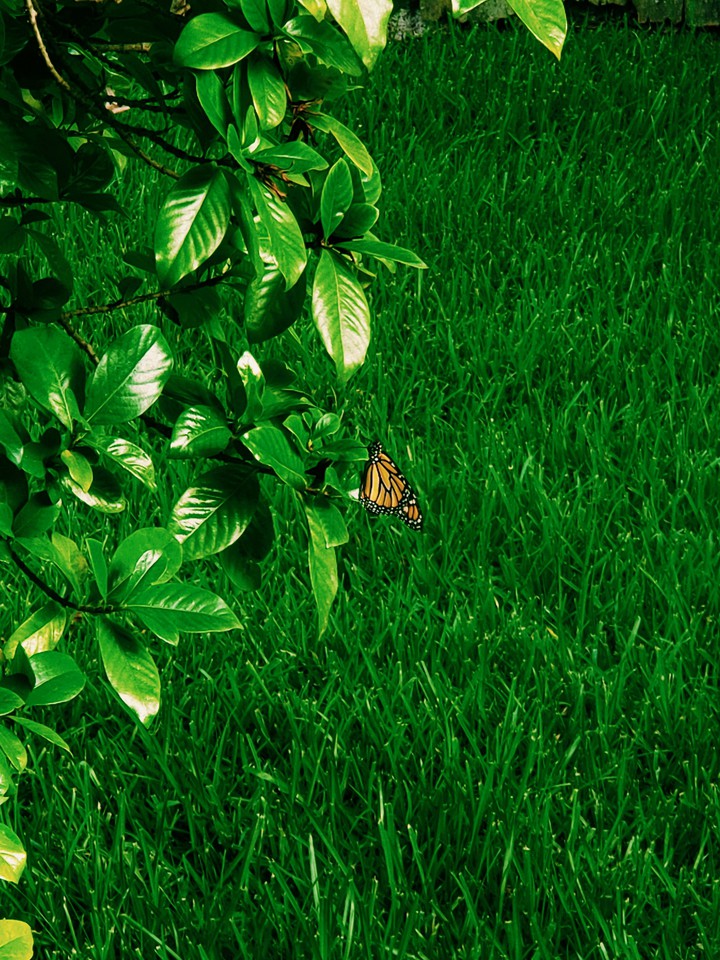 little visitor
